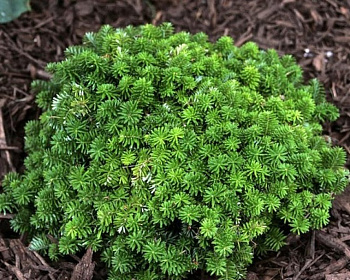 Пихта корейская "Цис"