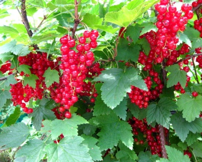 Смородина "Йонкер Ван Тетс"