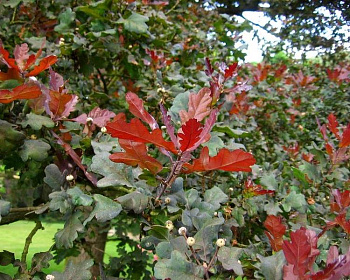 Дуб черешчатый "Атропурпурея"