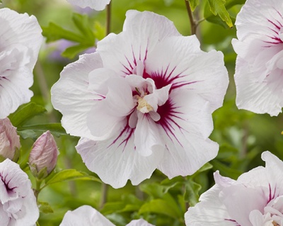 Гибискус «Чайна Шифон»