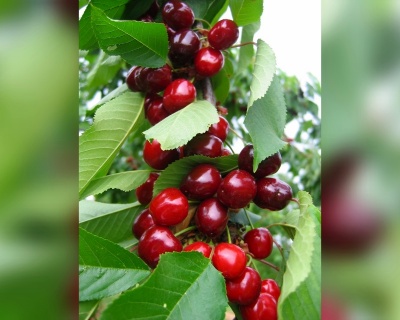 Вишня колоновидная "Восхищение"