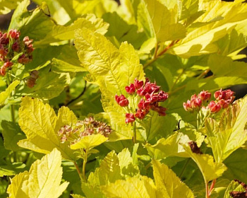 Пузыреплодник "Ауреа" (Aurea)