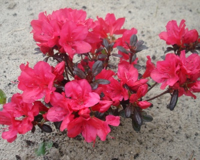 Азалия японская "Марушка"