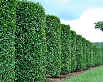 Граб обыкновенный