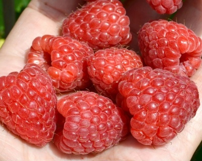 Малина "Херитейдж"