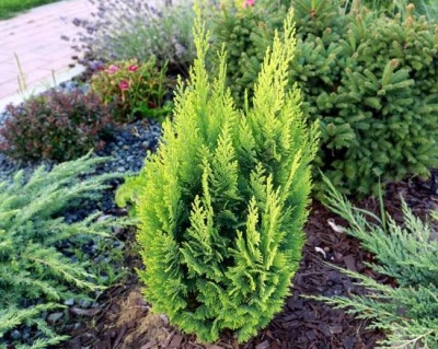 Кипарисовик Лавсона "Алюмиголд"