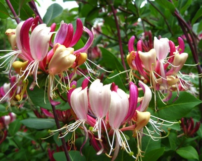 Жимолость приморская "Серотина" (P-9)