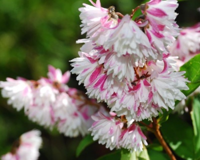 Дейция гибридная "Розеа Плена" (Rosea Plena)