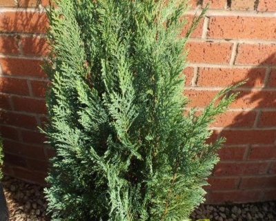 Кипарисовик Лавсона "Вайт Спот"