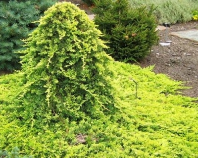 Можжевельник горизонтальный "Голден Карпет" (штамбовая форма)