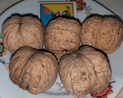 Грецкий орех "Великан"