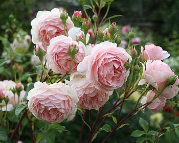 Пионовидная Роза «Эглантин»