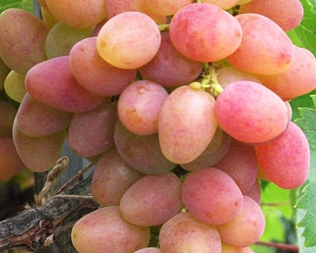 Виноград "Аладдин"