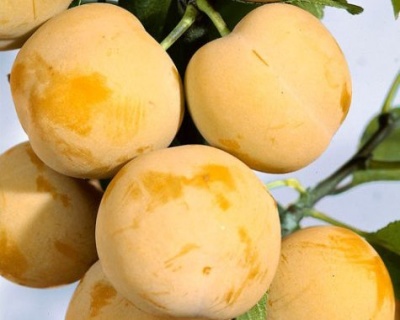 Слива "Белая Медовая"