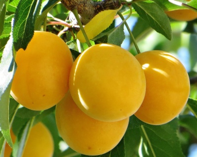 Алыча "Сонейка"