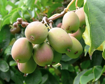 Актинидия Аргута «Ананасная» (женская)