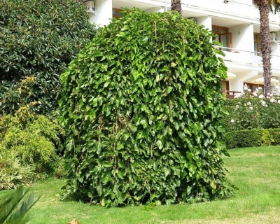 Шелковица Плакучая "Черная Баронесса" (на штамбе)