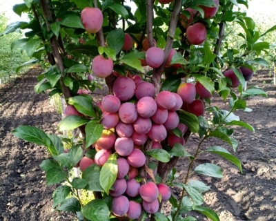 Слива колоновидная «Империал»