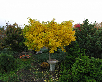 Гинкго Билоба "Марикен" (штамбовая форма)