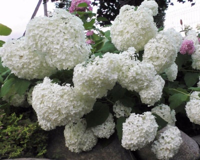 Гортензия древовидная"Анабель" (Annabelle)