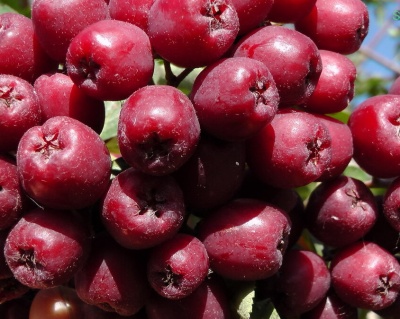 Рябина "Гранатная"