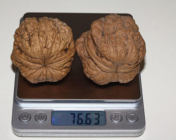 Грецкий орех "Великан"