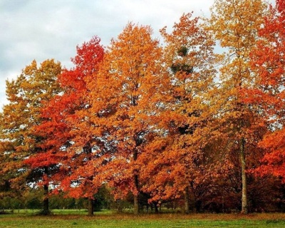 Дуб болотный