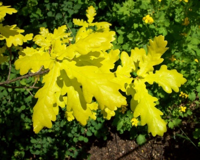 Дуб черешчатый "Конкордия"