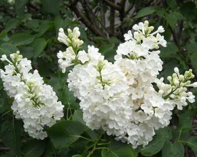 Сирень "Мисс Элен Вилмот"