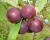СВГ "Мейнор" (сливово-вишневый гибрид)