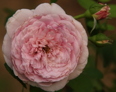 Пионовидная Роза «Спирит оф Фридом» 