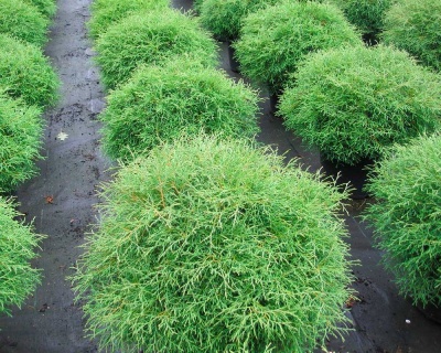 Туя западная "Мистер Боулинг Болл"