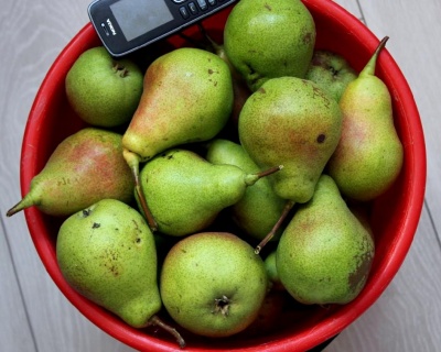 Груша колоновидная "Любимица Яковлева"