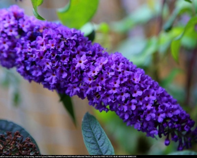 Буддлея Давида "Эмпайр Блю" (Empire Blue)