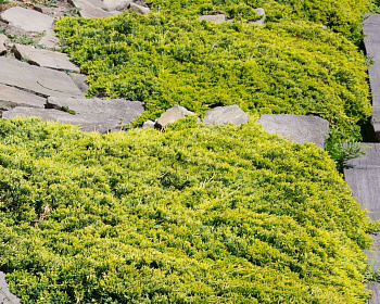 Можжевельник горизонтальный "Голден Карпет"