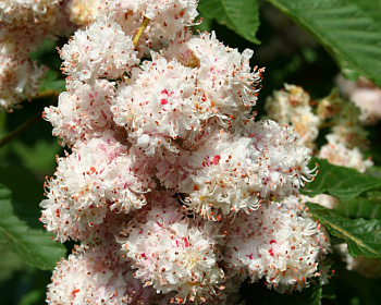 Каштан конский "Баумани"