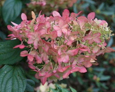 Гортензия метельчатая "Пинк Леди" (Pink Lady)