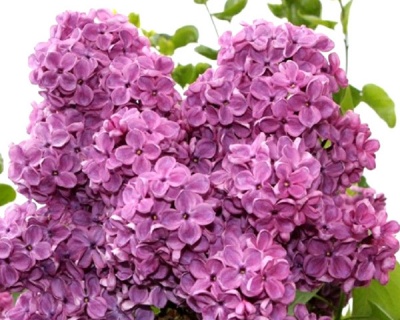 Сирень "Массена"