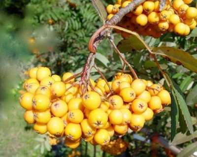 Рябина шведская "Джозеф Рок"