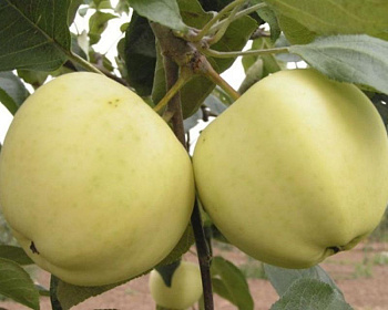 Яблоня "Папировка"