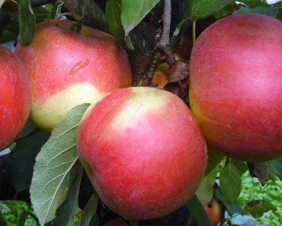 Яблоня "Айдаред"