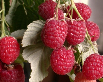 Малина "Метеор"