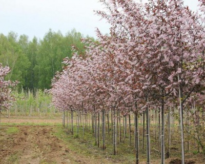 Черемуха красная "Колората"