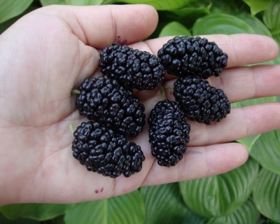 Шелковица Плакучая "Черная Баронесса" (на штамбе)