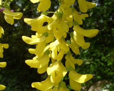 Бобовник обыкновенный