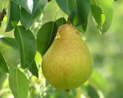 Груша колоновидная "Осенняя мечта"