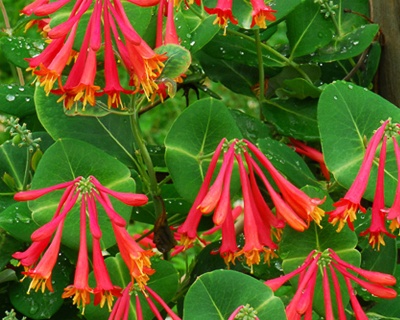 Жимолость Брауна "Дропмор Скарлет"(P-9)