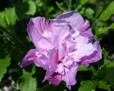 Гибискус «Лавендер Шифон»