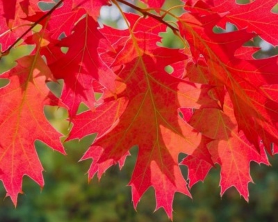 Дуб красный