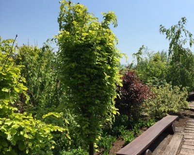 Бук лесной "Дэвик Голд"